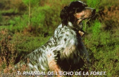 Setter Anglais RHANDAL DE L'ECHO DE LA FORET Setter Anglais RHANDAL DE L'ECHO DE LA FORET